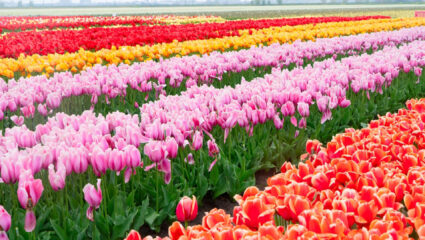 MAX Vandaag puzzel: maak de tulpen compleet