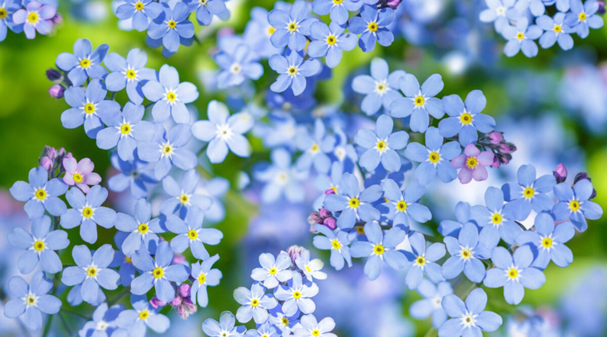 MAX Vandaag puzzel: maak het vergeet-mij-nietje compleet