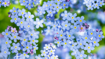 MAX Vandaag puzzel: maak het vergeet-mij-nietje compleet