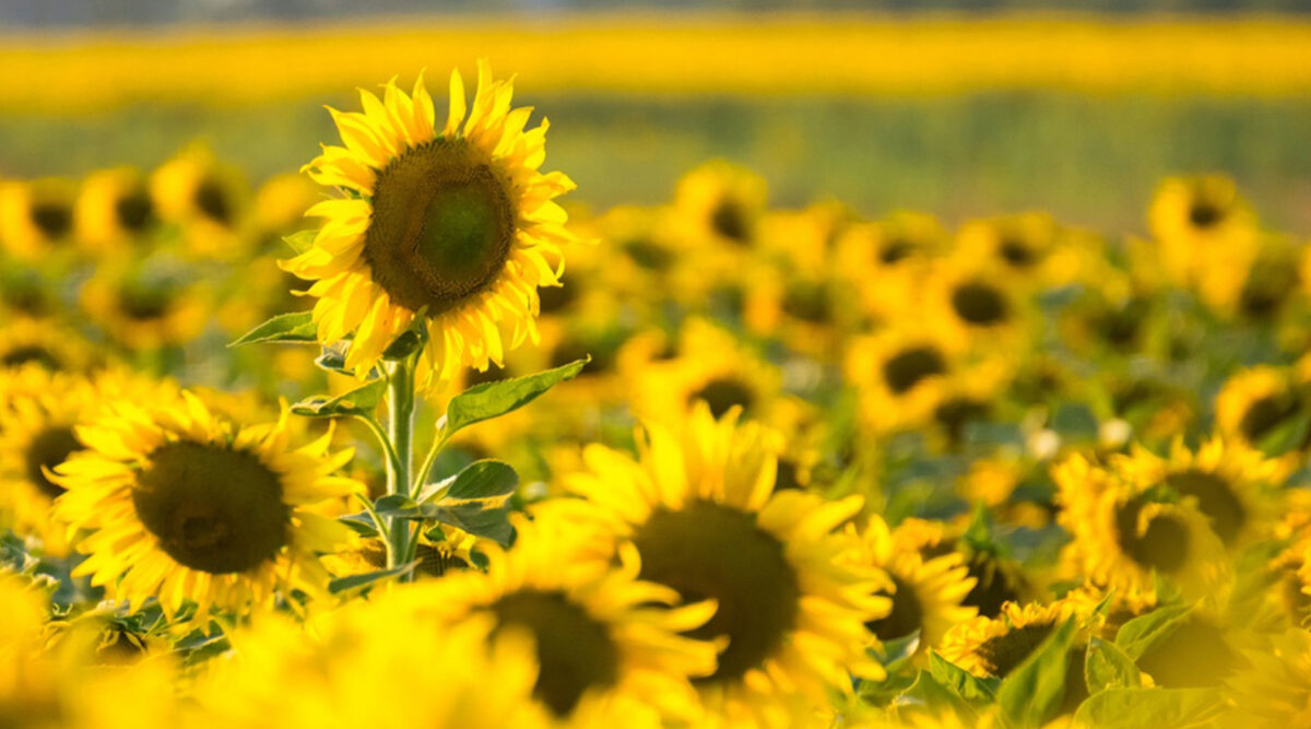 MAX Vandaag puzzel: maak de zonnebloem compleet