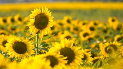 MAX Vandaag puzzel: maak de zonnebloem compleet