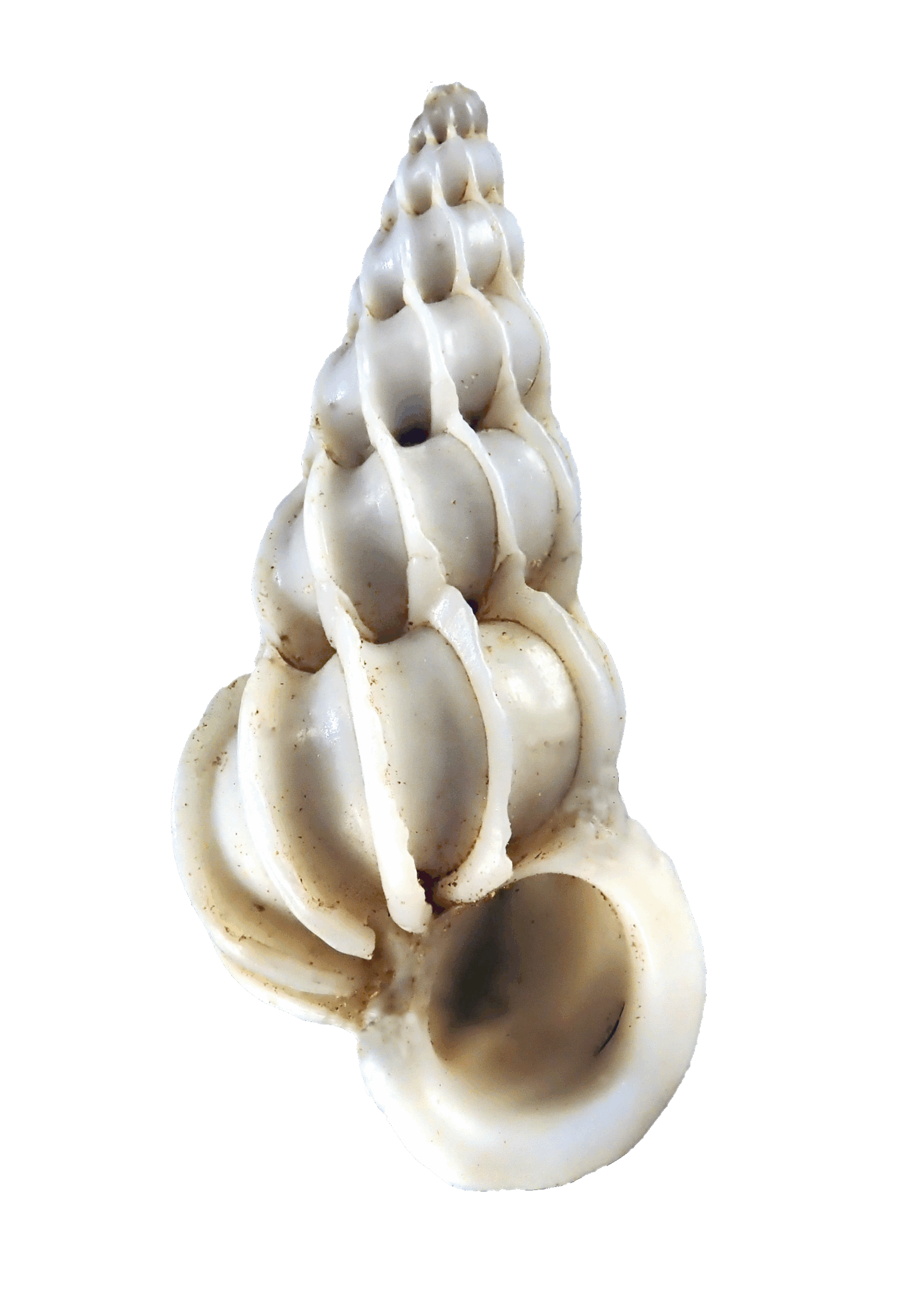 De gewone wenteltrap. Foto: 'Schelpenteldag'