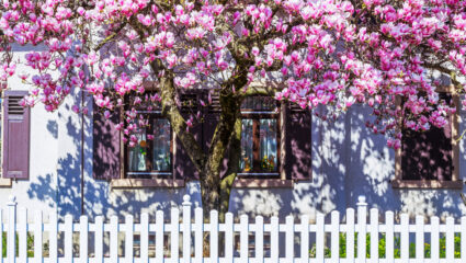 Een magnolia volop in bloei.