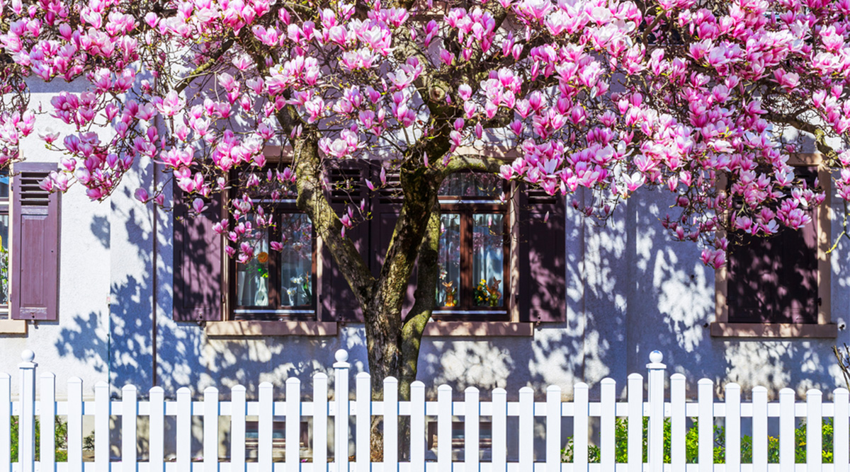 Een magnolia volop in bloei.