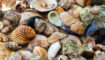 Allerlei verschillende schelpen bij elkaar.