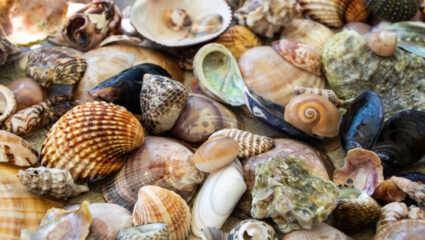 Allerlei verschillende schelpen bij elkaar.