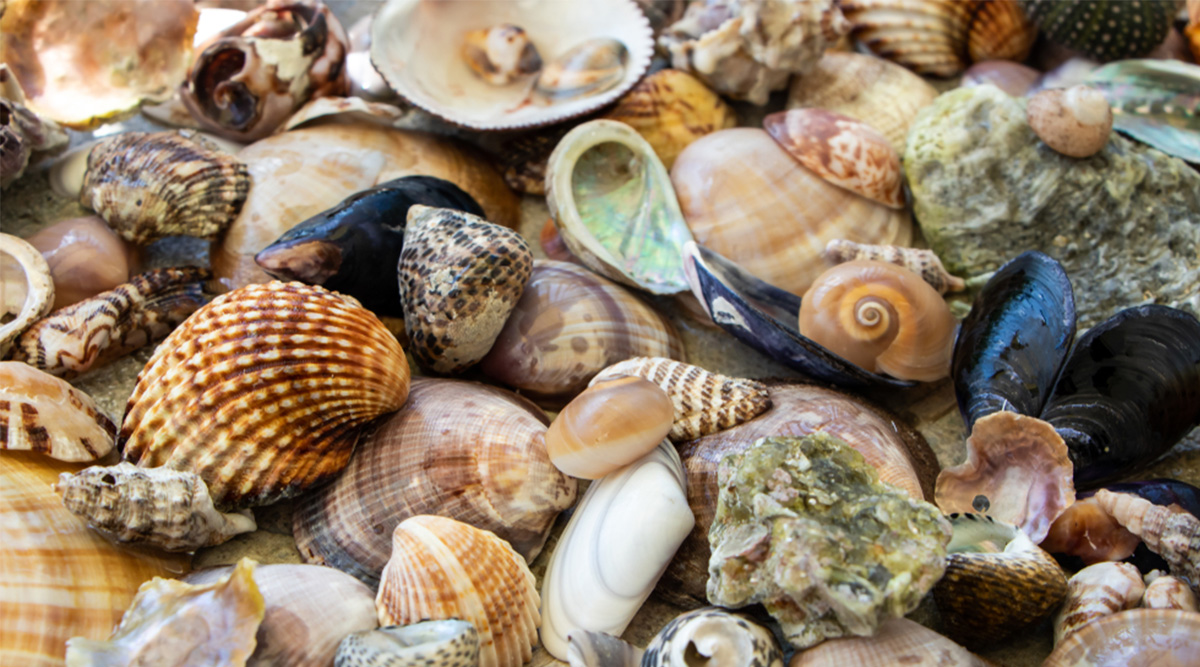 Allerlei verschillende schelpen bij elkaar.