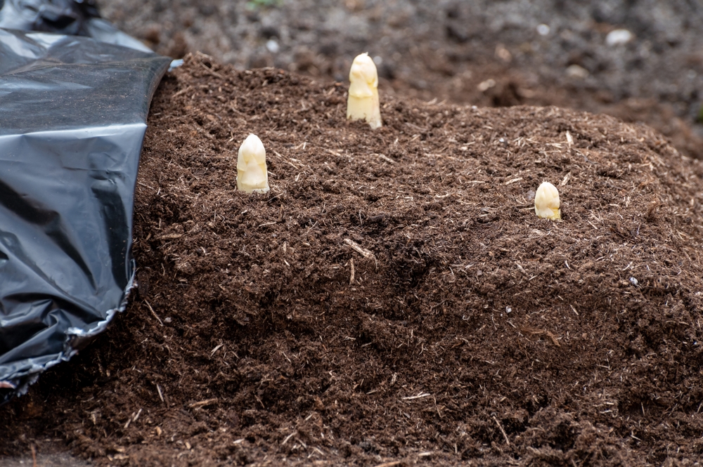 Een verhoogd plantbed met asperges 