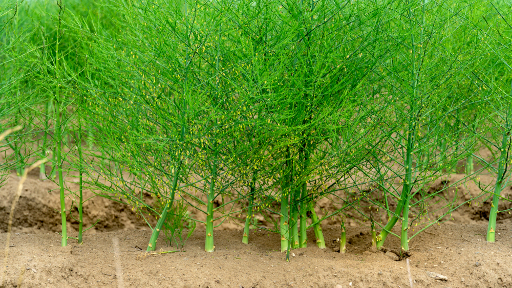 Het loof van asperges