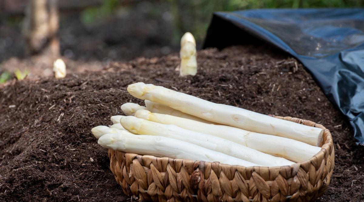Zelf witte asperges kweken en oogsten