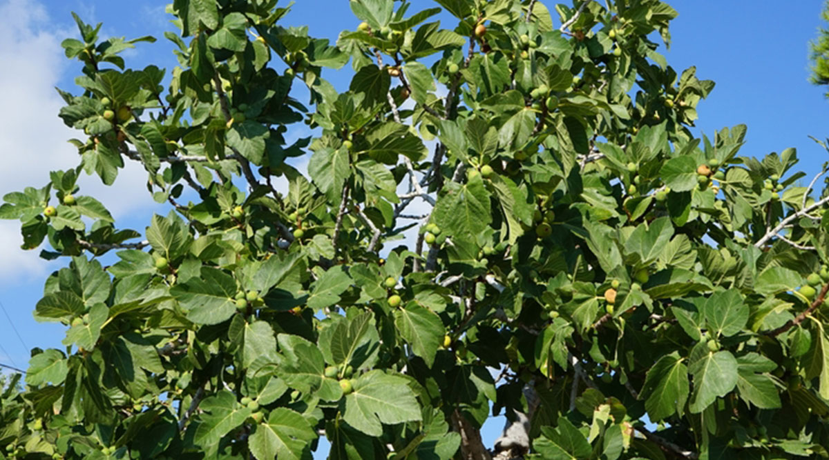 Een grote vijgenboom