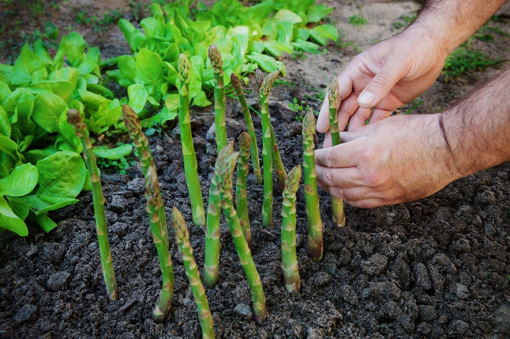 Groene asperges kweken en oogsten 