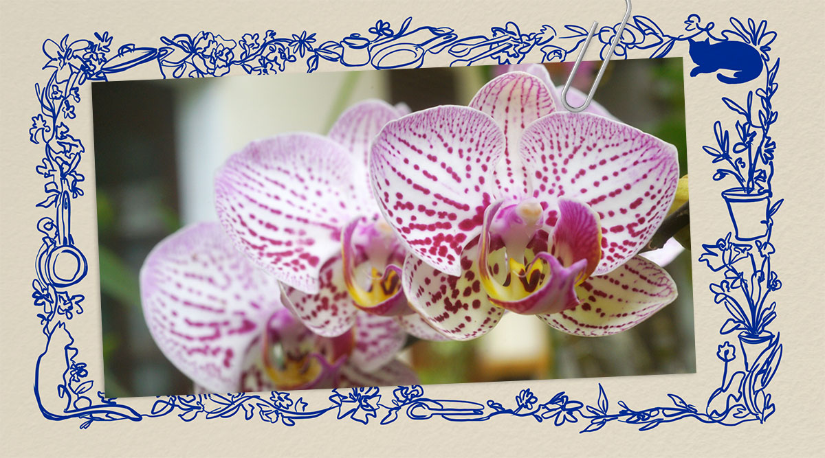 Het leven van Marian