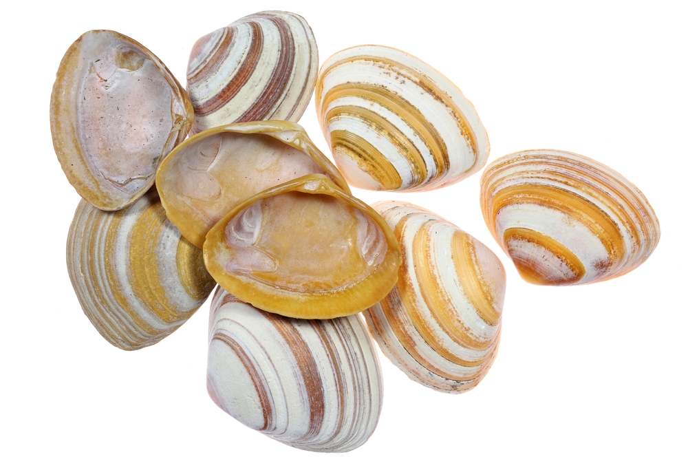 De halfgeknotte strandschelp 