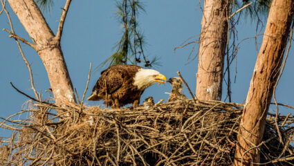 De zeearend met kuikens. Straks te zien via een livestream.