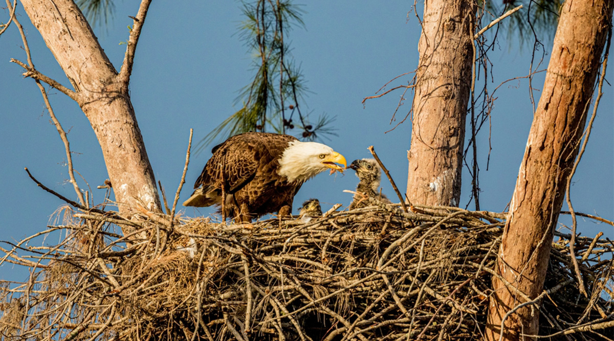 De zeearend met kuikens. Straks te zien via een livestream.