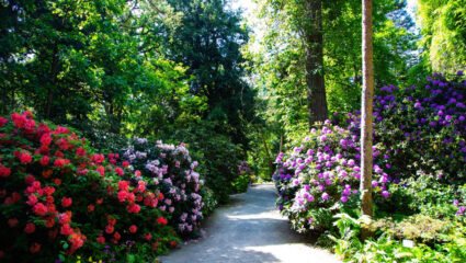 Puzzel: Rhododendrons
