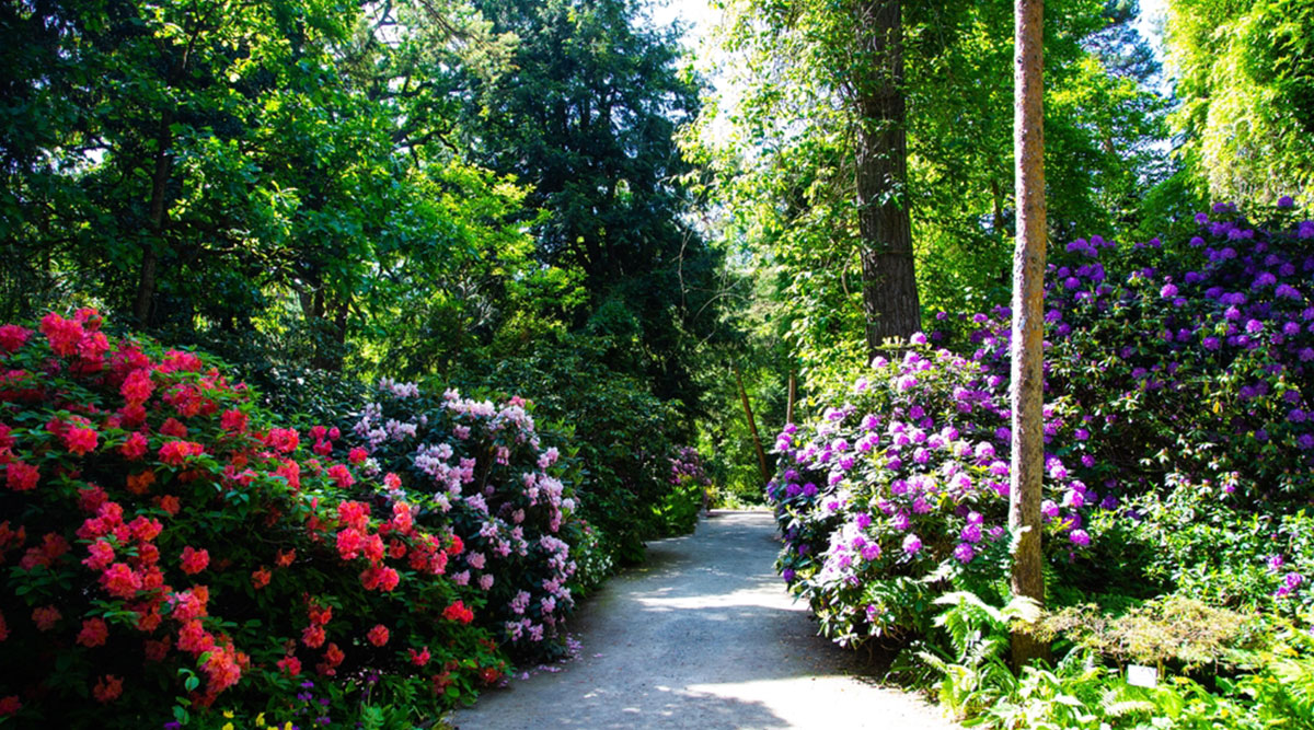 Puzzel: Rhododendrons