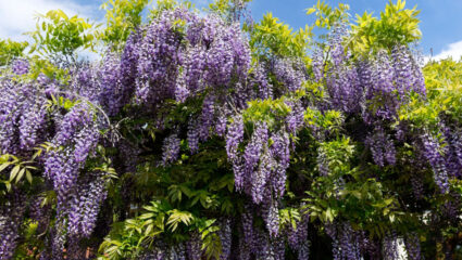 Puzzel: blauweregen