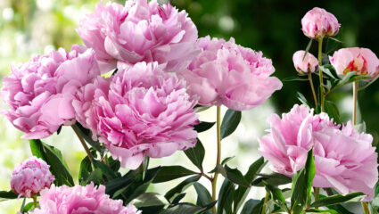 Puzzel: roze pioenrozen