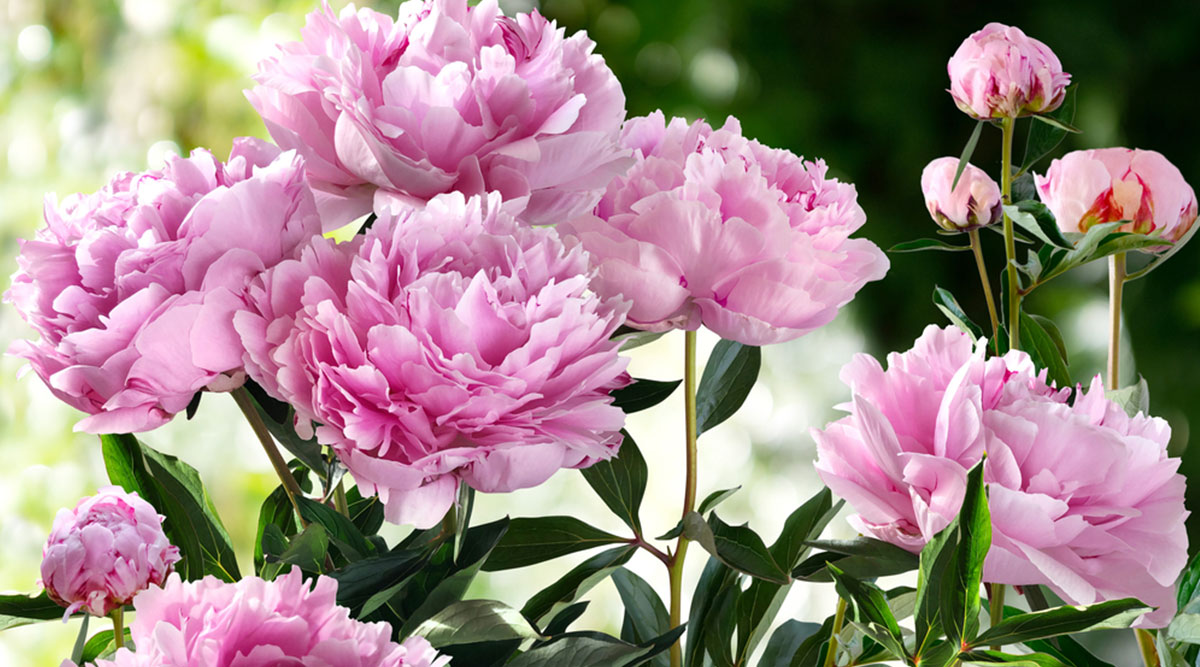 Puzzel: roze pioenrozen