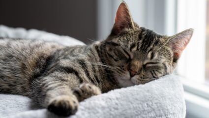 kat
