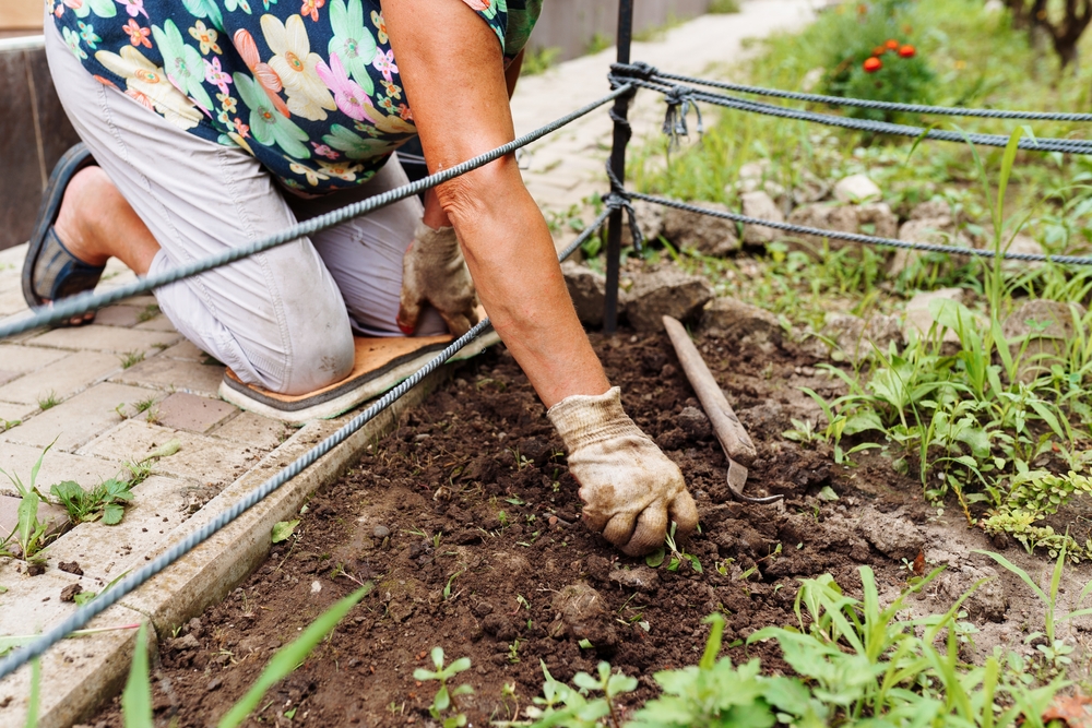Onkruid wieden tijdens het tuinieren