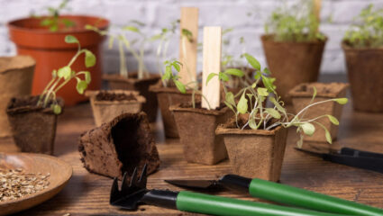 Zaailingen die wat lang en slap uitgegroeid zijn