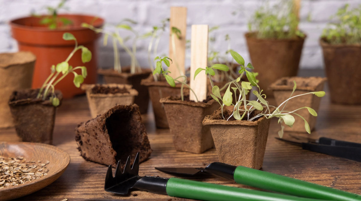 Zaailingen die wat lang en slap uitgegroeid zijn