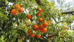 Puzzel: maak de oranje sinaasappels aan de boom compleet.