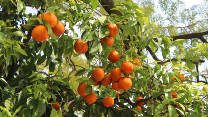 Puzzel: maak de oranje sinaasappels aan de boom compleet.
