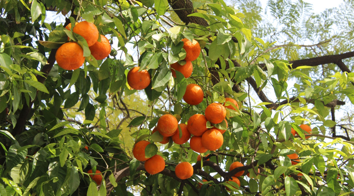 Puzzel: maak de oranje sinaasappels aan de boom compleet.