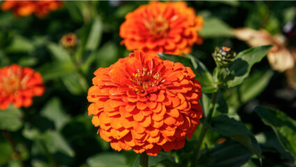 puzzel: maak de oranje zinnia's compleet.