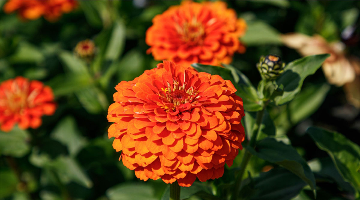 puzzel: maak de oranje zinnia's compleet.
