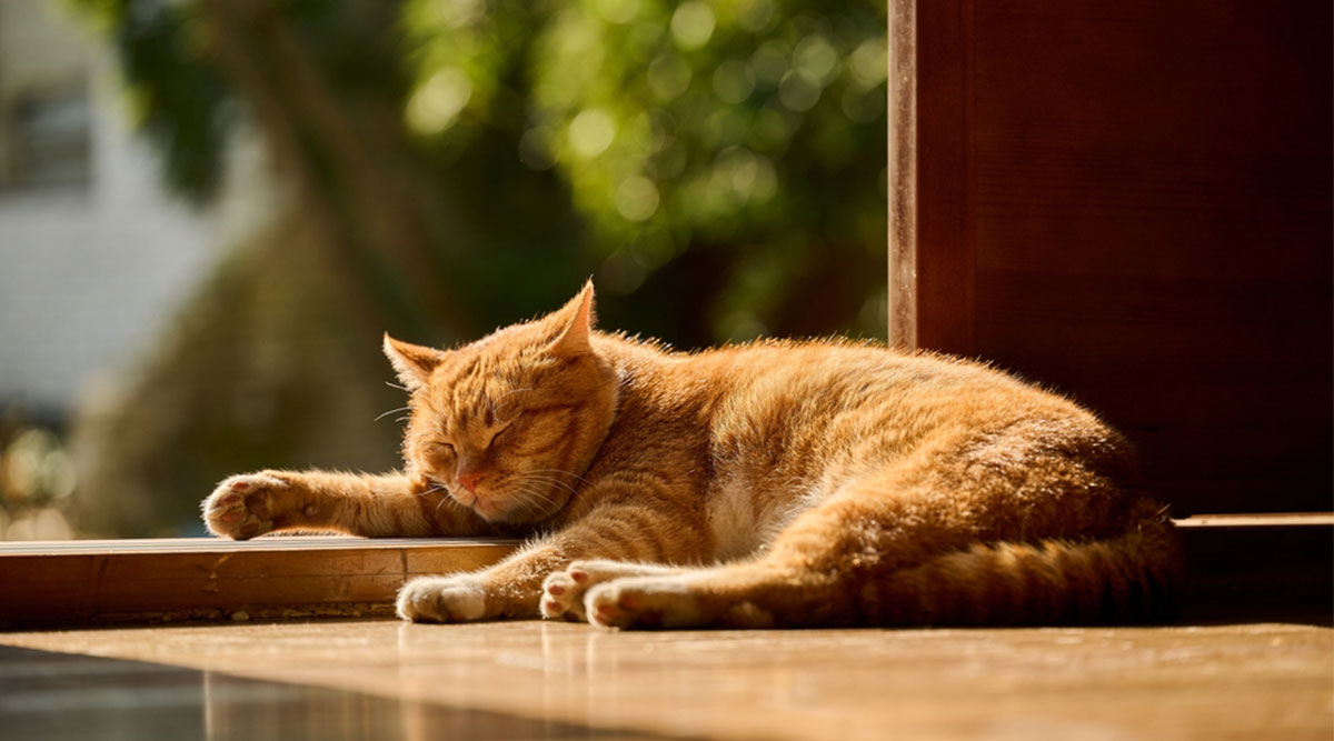 Puzzel: maak de oranje kat in de zon compleet.