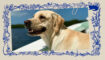 Labrador Bobby uit Het leven van Marian