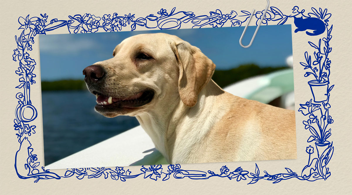 Labrador Bobby uit Het leven van Marian