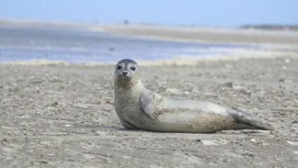 Puzzel: maak de zeehond op het strand van Schiermonnikoog compleet.