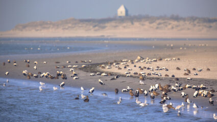 Puzzel: maak de foto's op het strand van Rottumerplaat compleet.