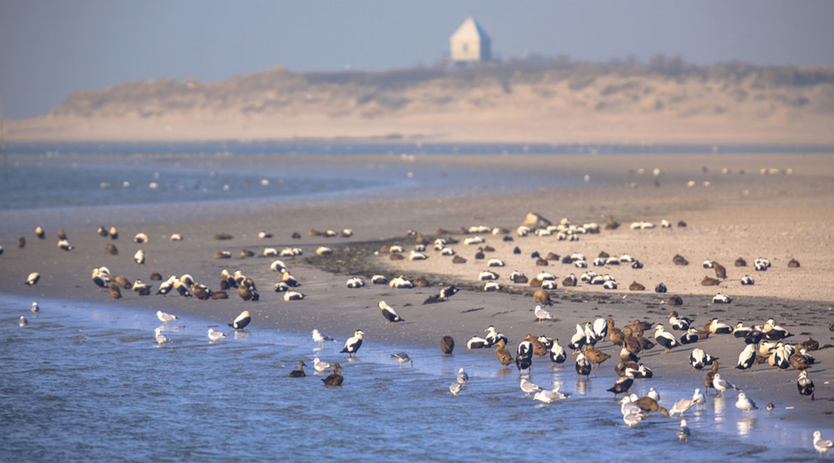 Puzzel: maak de foto's op het strand van Rottumerplaat compleet.