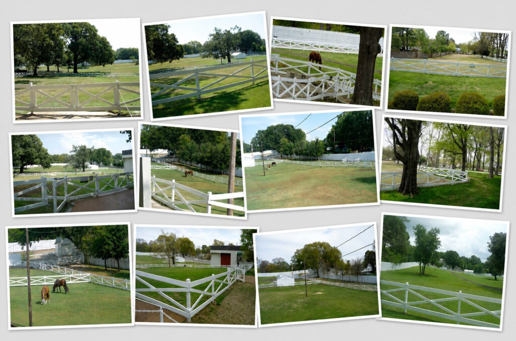 Paarden op Graceland