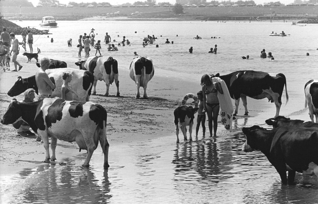 Ook koeien zoeken verkoeling tijdens de hete zomer van 1976