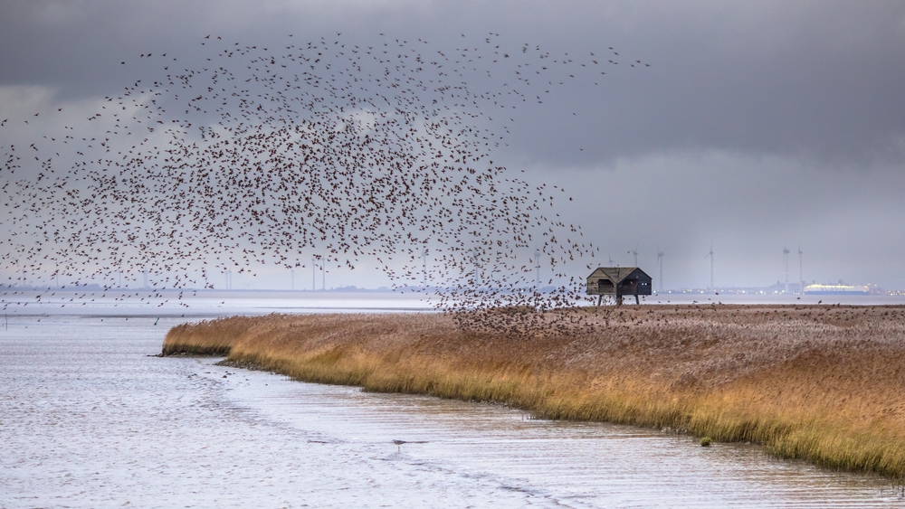 Vogeltrek bij het Lauwersmeer. Foto: Shutterstock