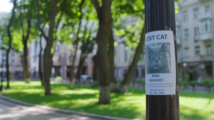 vermiste kat