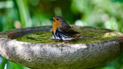 Vogel in een vogelbad.