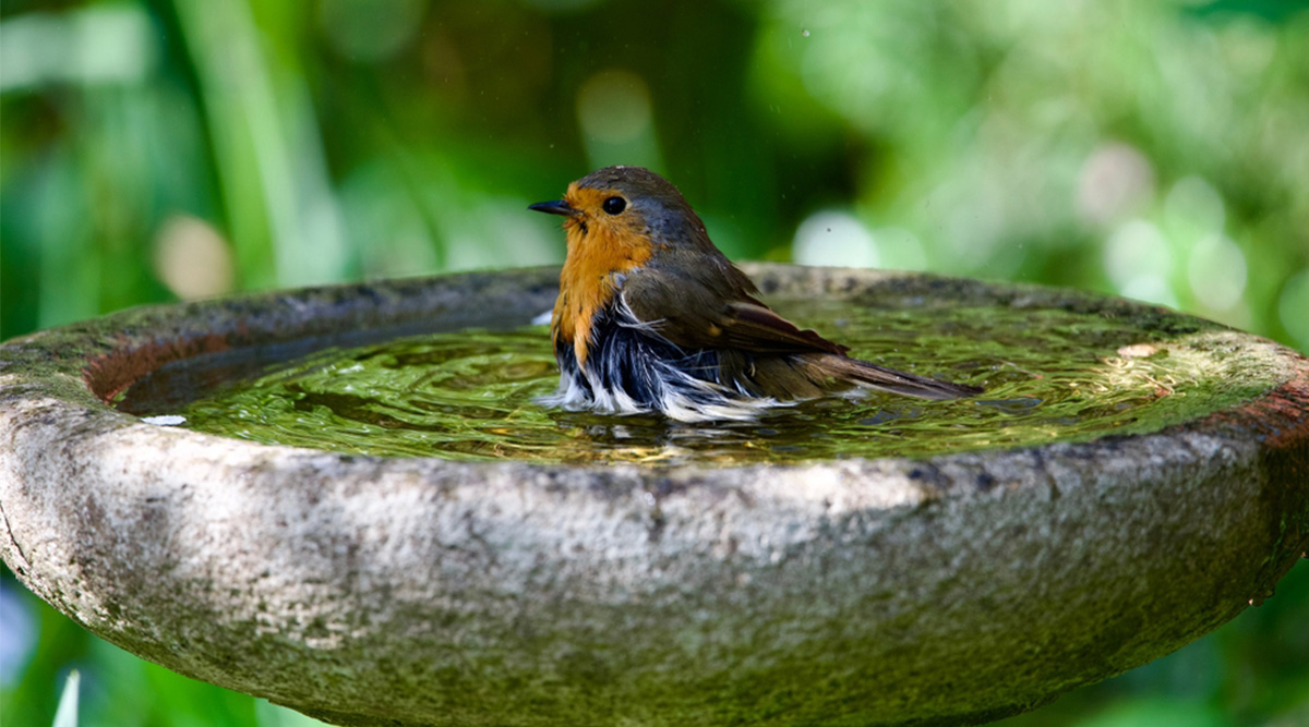 Vogel in een vogelbad.