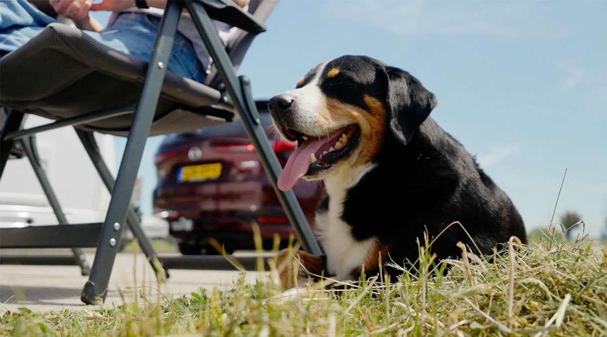 Hond Ferro is mee tijdens We zijn er Bijna! 2026.