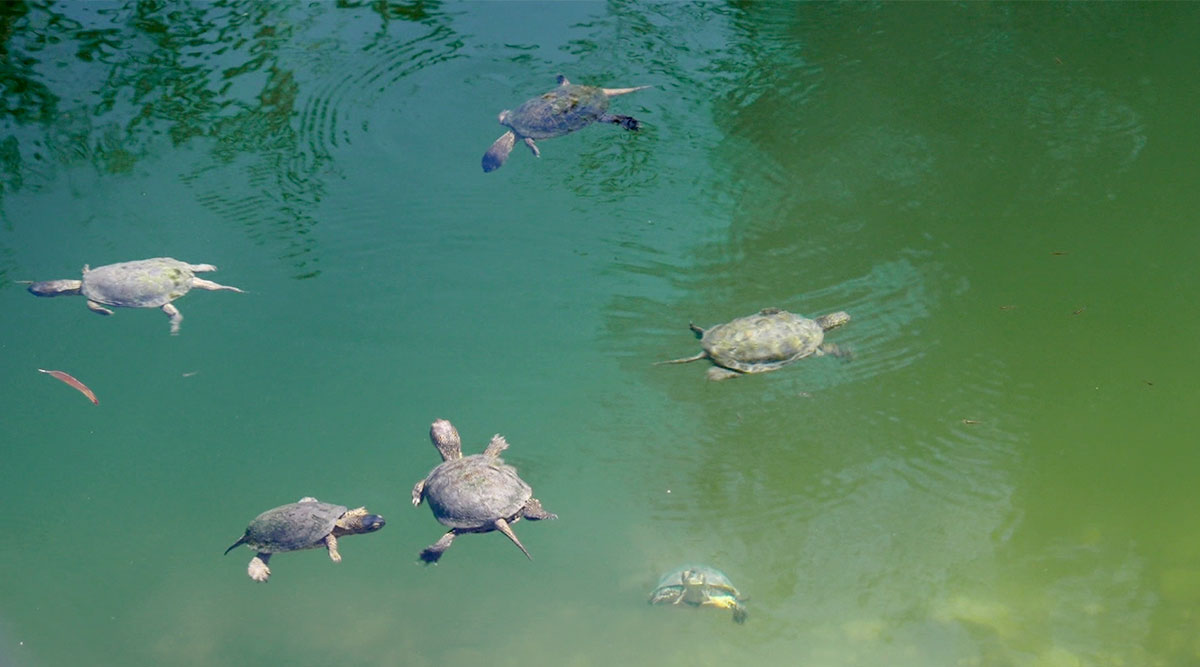 De schildpadden in het natuurgebied in We zijn er Bijna!.