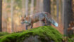 Puzzel: maak de vos in het bos compleet.