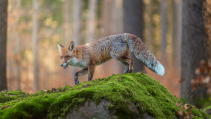 Puzzel: maak de vos in het bos compleet.